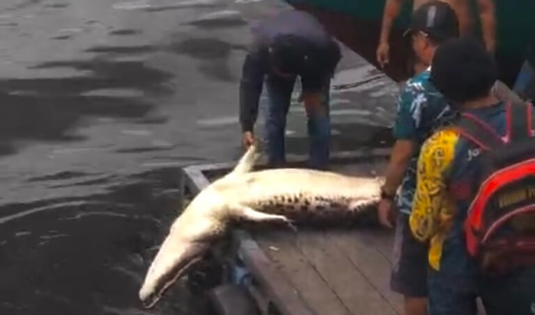 Bangkai Buaya ditemukan mengapung di Tanjung Limau, Kota Bontang, Kamis 27 Februari 2025